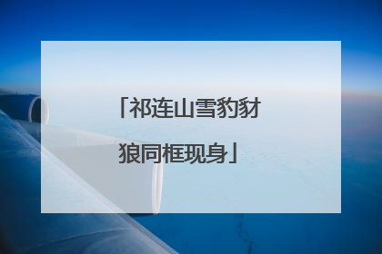 祁连山雪豹豺狼同框现身
